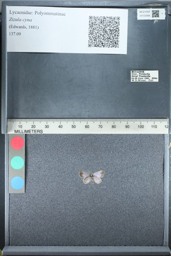 Media type: image;   Entomology 153566